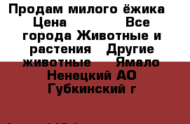 Продам милого ёжика › Цена ­ 10 000 - Все города Животные и растения » Другие животные   . Ямало-Ненецкий АО,Губкинский г.